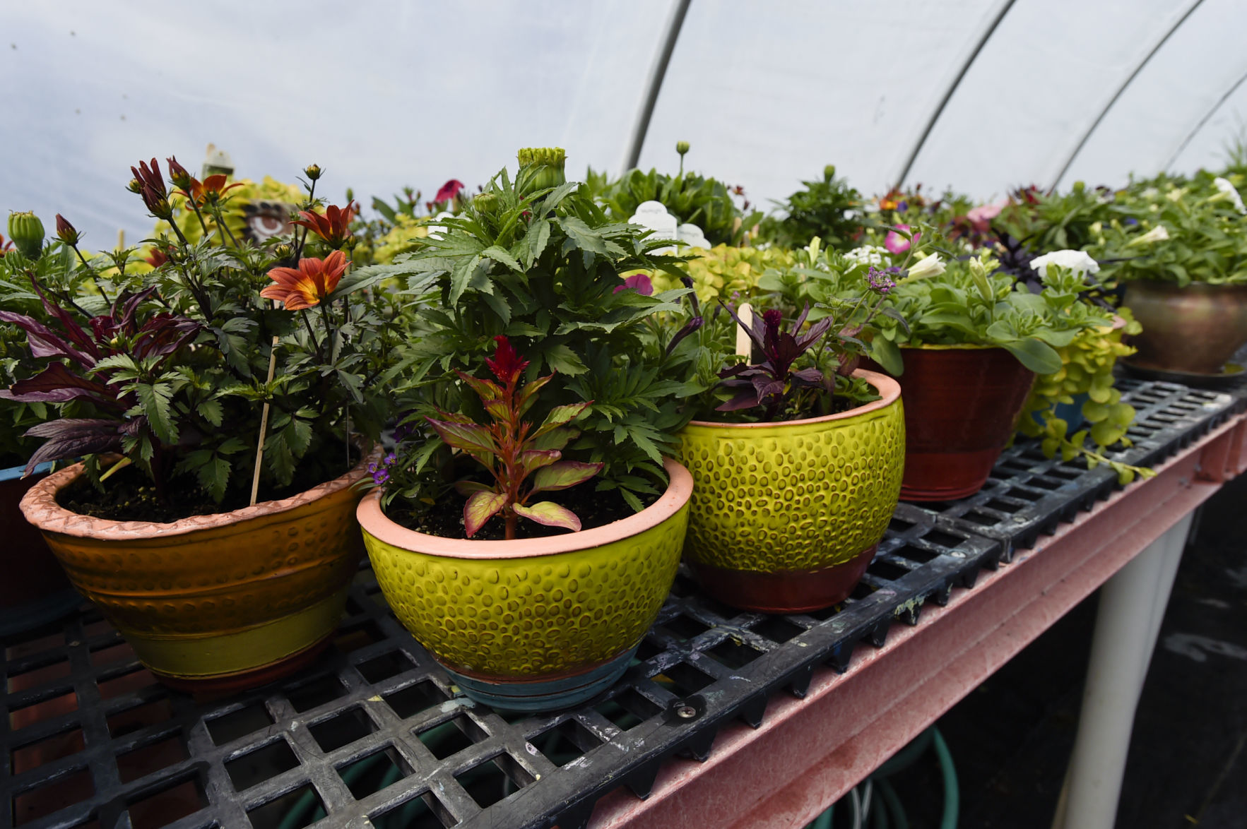 Potted plants destined for the Mother's Day Pots and Plants Sale